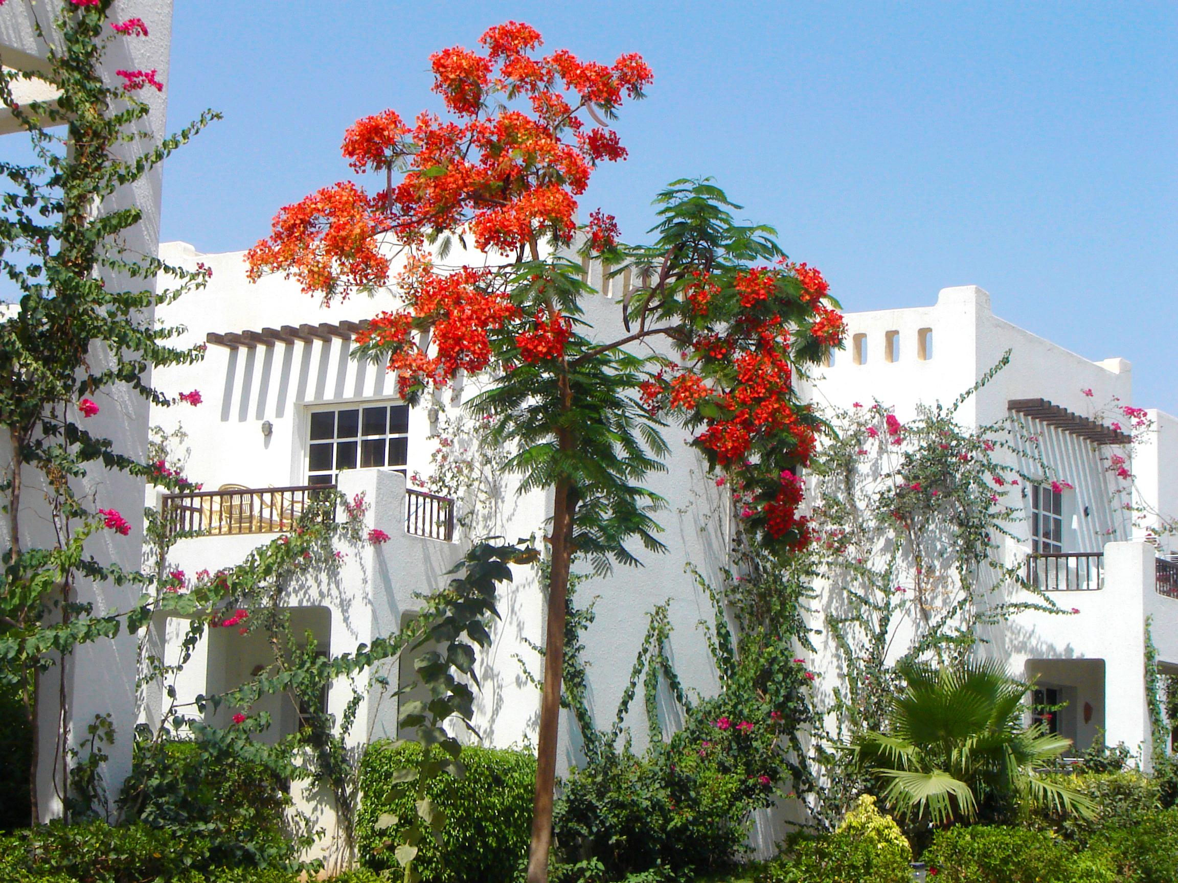Delta Sharm Resort ,Official Web, Delta Rent, Sharm El Sheikh, South Sinai, Egypt Kültér fotó
